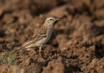 A portrait of a Water pipit at Adhari, Bahrain