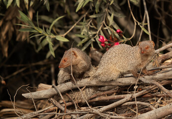 A mating pair monogoose at Adhari, Bahrain