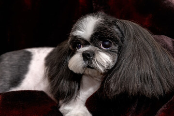 Closeup face of Shih Tzu dog, small black and white pet look at something, alert dog with big eyes
