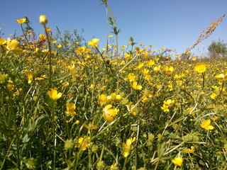 field of yellow flowers
