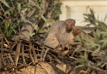 A pair of mongoose mating at Adhari, Bahrain
