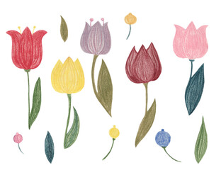 set of tulips, handmade illustration made with colored pencils. spring flowers on a white background, a design element of a greeting card for women's day, and Valentine's day