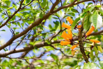 Close up orange flower in nature.