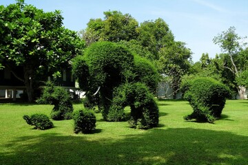 Dwarf Trees in the Elephant Shape in the Park at Bang Pa-In Royal Palace.