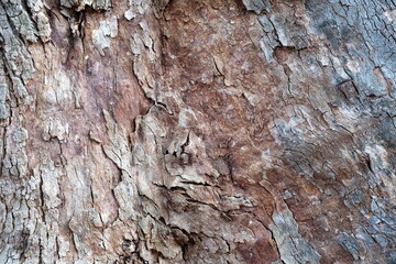 Tree Bark Texture for Background.