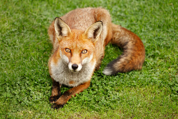 Close up of a red fox lying on green grass