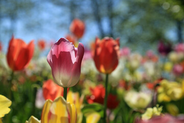 Blühende Tulpen im Frühling