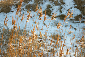 reeds in the sun in the winter forest