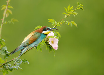 Close up of a perched Bee-eater in summer