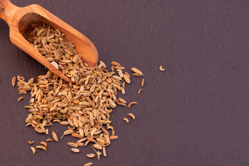 finocchietto selvatico © alb470