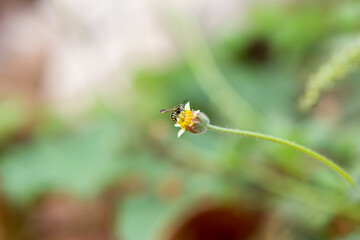 grass flower natural color background.