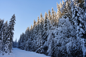 The snow covered forest just outside of downtown Oslo, Norway. It is a beautiful forest that many people use for recreation. Cross country, tenting, fishing and hunting is popular. Also alpine skiing.