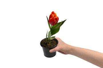 Tulip in a pot in woman hands isolated on white.