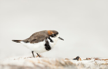 Close up of a two-banded plover on a sandy beach