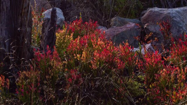 An old tree stump out in the woods whit colorful grass in the surroundings. Static shot in 1080P
