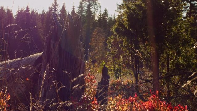 An old tree stumps out in the woods whit colorful grass in the surrounding. 1080P