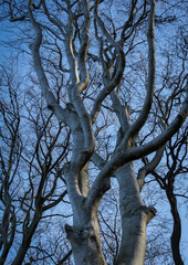 Fototapeta na wymiar Gespensterwald im Winter