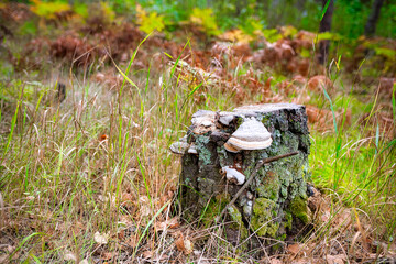 A decrepit stump on the forest edge was overgrown with moss and tinder fungus chaga. This is a...