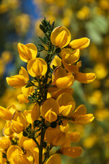 Obraz premium Close up view of yellow Retamas in spring season, Patagonia, Argentina