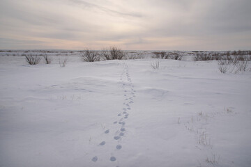 Fototapeta na wymiar Tracks of wild animals in a winter snow field. The concept of winter