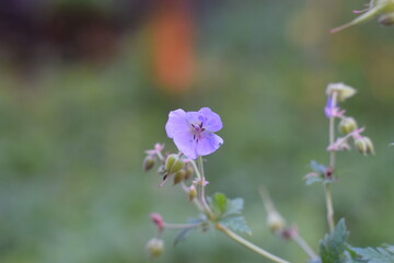 Small purple flower on green background