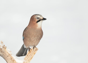 Eurasian jay perched on a tree branch in winter