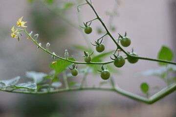 Small green tomatoes on a tomato plant