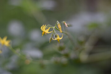 Yellow tomato flowers