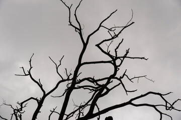 Silhouette of branches of an old dry tree against a cloudy sky. Abstract background.Concept of old dead trees