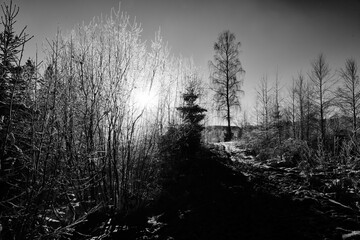Fototapeta premium Black and white high contrast with a red filter creates drama in this wild and beautiful snow covered forest. This just outside of down town Oslo, Norway in cold January morning. It was below 15 minus