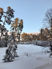 Winter landscape: spruces in the forest, covered with snow