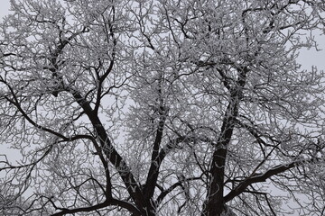 Snow covered walnut tree