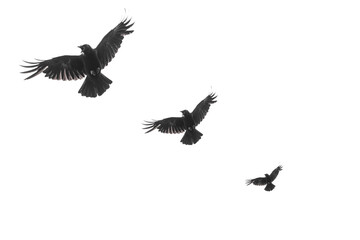 Three isolated raven silhouettes in flight with fully open wings on white background