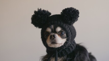 Serious chihuahua dog in a funny mouse hat