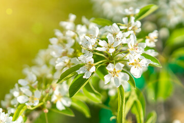 apple blossom in may a wonderful nature. Pear tree blossom close-up. White pear flower on naturl background. toned