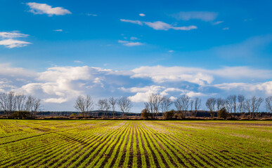 A beautiful English countryside view with a bright blue sky, white clouds and sun light on a field. Blyth, Northumberland vibrant autumn landscape with trees in the background.