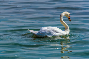 An adult swan swims gracefully on the Rutland Water reservoir in summertime