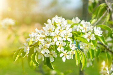 apple blossom in may a wonderful nature. Pear tree blossom close-up. White pear flower on naturl background. toned