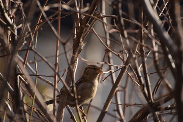Small bird in a bush, during early spring