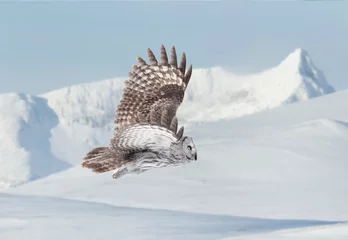 Foto auf Acrylglas Great grey owl in flight in winter © giedriius