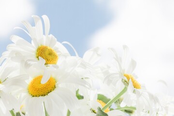 Chamomile beautiful flower sky sunny. environment