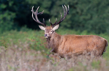 Red deer stag standing in a field during rutting season in autumn