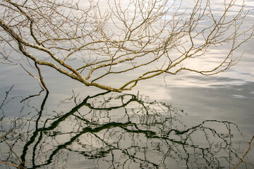 Reflection of a low hanging tree branch on water  at Radnor Lake State Park, Nashville, Tennessee. 