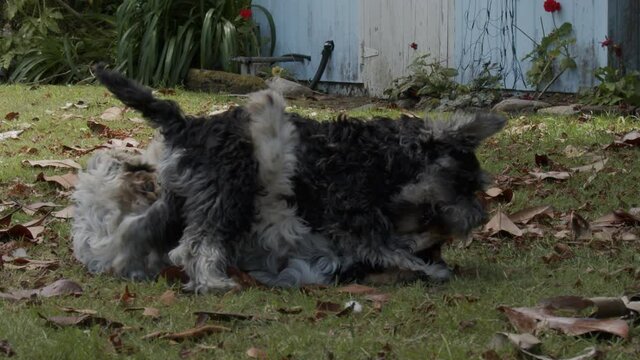 Super slow motion Cocker Spaniel and Miniature Schnauzer playing in the backyard.