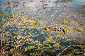Pair of ducks floating on water  at Radnor Lake State Park, Nashville, Tennessee. 