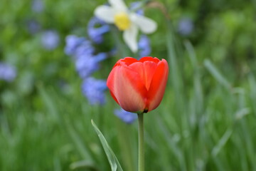 Obraz premium Red tulip with flower bed in the background