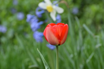 Red tulip with flower bed in the background