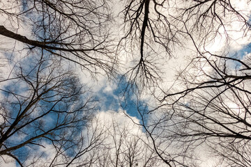 Low angle view of tree branches against a cloudy sky at Radnor Lake State Park, Nashville, Tennessee.  