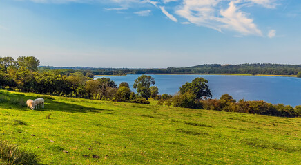 Fototapeta na wymiar Sheep graze on the banks of the Rutland Water reservoir in summertime