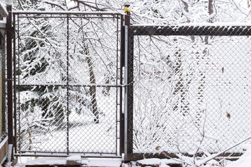 Wire gate and fence covered in snow